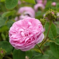 Rosa Chapeau De Napoleon - Old Moss Shrub Rose 9 Rosa Chapeau De Napoleon - Old Moss Shrub Rose -Fruit Garden Shop Rosa Chapeau de Napoleon 4
