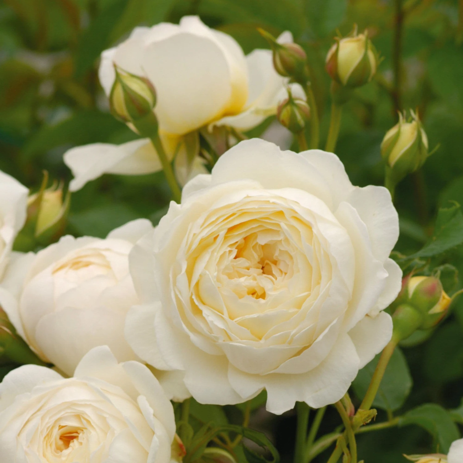 Rosa Claire Austin - David Austin Climbing Rose 4 Rosa Claire Austin - David Austin Climbing Rose - Image 2