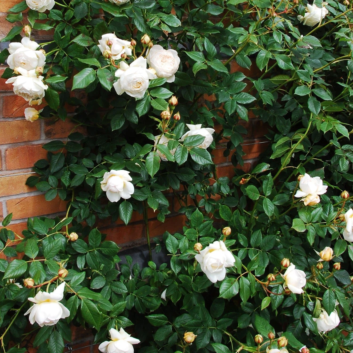 Rosa Claire Austin - David Austin Climbing Rose 6 Rosa Claire Austin - David Austin Climbing Rose - Image 4