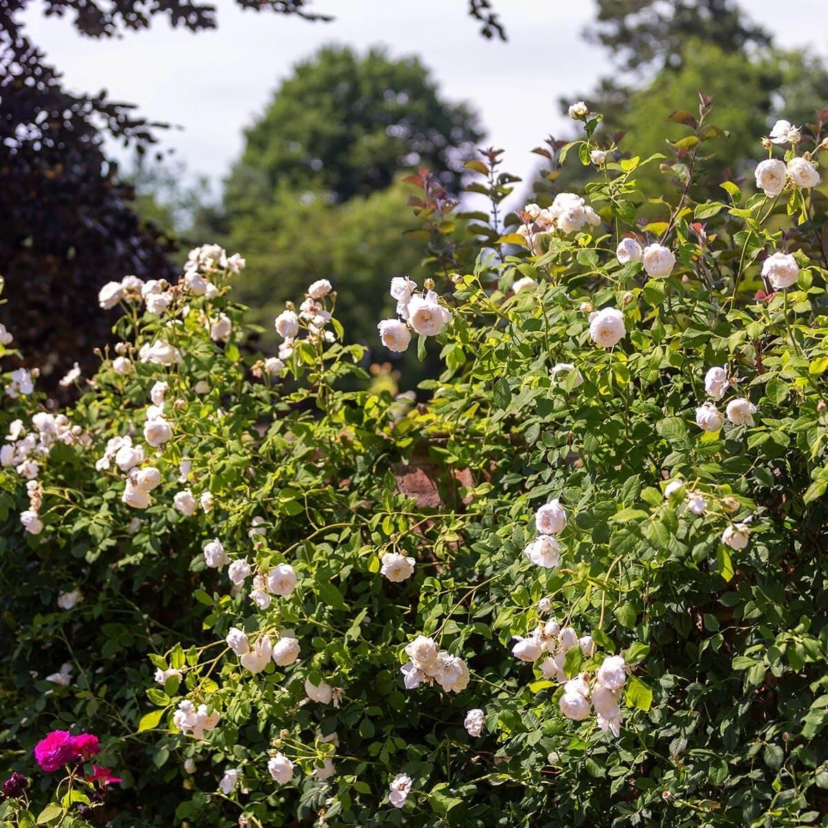 Rosa Claire Austin - David Austin Climbing Rose 5 Rosa Claire Austin - David Austin Climbing Rose - Image 3