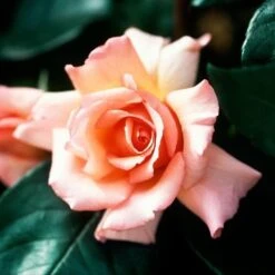 Rosa Compassion - Climbing Rose -Fruit Garden Shop Rosa Compassion 1