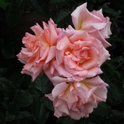 Rosa Compassion - Climbing Rose -Fruit Garden Shop Rosa Compassion 1X