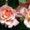 Rosa Compassion - Climbing Rose -Fruit Garden Shop Rosa Compassion 2