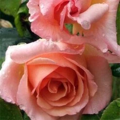 Rosa Compassion - Climbing Rose -Fruit Garden Shop Rosa Compassion 3