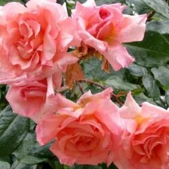 Rosa Compassion - Climbing Rose -Fruit Garden Shop Rosa Compassion 4