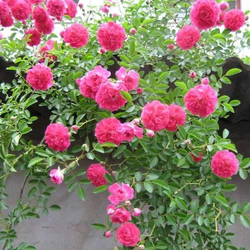 Rosa Dorothy Perkins - Rambling Rose 4 Rosa Dorothy Perkins - Rambling Rose - Image 2