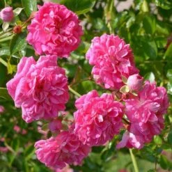 Rosa Dorothy Perkins - Rambling Rose 8 Rosa Dorothy Perkins - Rambling Rose -Fruit Garden Shop Rosa Dorothy Perkins 3