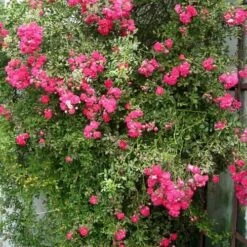 Rosa Dorothy Perkins - Rambling Rose 9 Rosa Dorothy Perkins - Rambling Rose -Fruit Garden Shop Rosa Dorothy Perkins 4