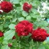 Rosa Ena Harkness - Climbing Rose 1 Rosa Ena Harkness - Climbing Rose -Fruit Garden Shop Rosa Ena Harkness 2