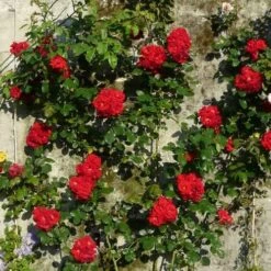 Rosa Ena Harkness - Climbing Rose -Fruit Garden Shop Rosa Ena Harkness 4