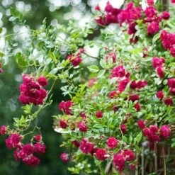 Rosa Excelsa - Rambling Rose -Fruit Garden Shop Rosa Excelsa 3