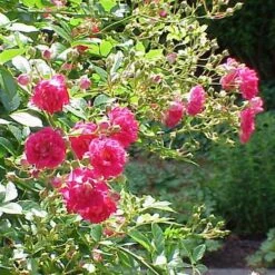 Rosa Excelsa - Rambling Rose -Fruit Garden Shop Rosa Exclesea X