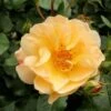 Rosa Flower Carpet Amber 2 Rosa Flower Carpet Amber -Fruit Garden Shop Rosa Flower Carpet Amber 1