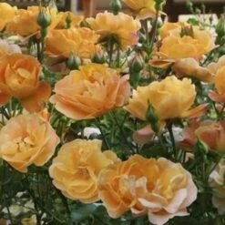 Rosa Flower Carpet Amber -Fruit Garden Shop Rosa Flower Carpet Amber XX