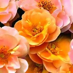 Rosa Flower Carpet Amber -Fruit Garden Shop Rosa Flower Carpet Amber XXX