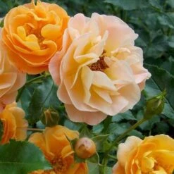 Rosa Flower Carpet Amber -Fruit Garden Shop Rosa Flower Carpet Amber Xxxx