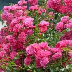 Rosa Flower Carpet Pink -Fruit Garden Shop Rosa Flower Carpet Pink 1