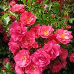 Rosa Flower Carpet Pink -Fruit Garden Shop Rosa Flower Carpet Pink 3