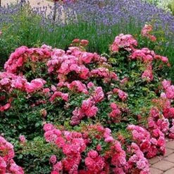 Rosa Flower Carpet Pink -Fruit Garden Shop Rosa Flower Carpet Pink 3 Xx