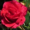 Rosa Flower Carpet Ruby 2 Rosa Flower Carpet Ruby -Fruit Garden Shop Rosa Flower Carpet Ruby 3