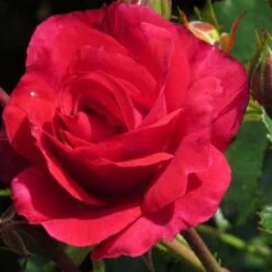 Rosa Flower Carpet Ruby