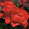 Rosa Flower Carpet Scarlet -Fruit Garden Shop Rosa Flower Carpet Scarlet 2 Xx
