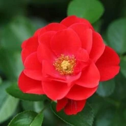 Rosa Flower Carpet Scarlet -Fruit Garden Shop Rosa Flower Carpet Scarlet 3