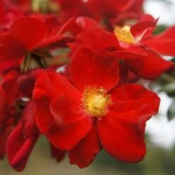 Rosa Flower Carpet Scarlet -Fruit Garden Shop Rosa Flower Carpet Scarlet 5