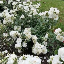 Rosa Flower Carpet White -Fruit Garden Shop Rosa Flower Carpet White 2 X