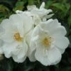 Rosa Flower Carpet White -Fruit Garden Shop Rosa Flower Carpet White Std 2