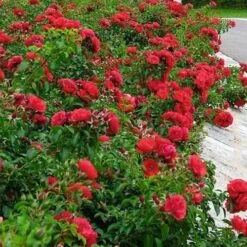 Rosa Flower Carpet Ruby -Fruit Garden Shop Rosa Flower Carpet ruby X