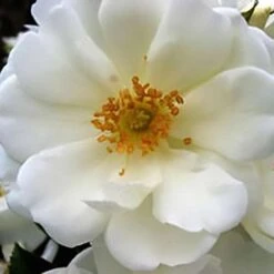 Rosa Flower Carpet White -Fruit Garden Shop Rosa Flower Carpet white x
