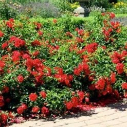 Rosa Flower Carpet Scarlet -Fruit Garden Shop Rosa Flower carpet Scarlet 4 xx