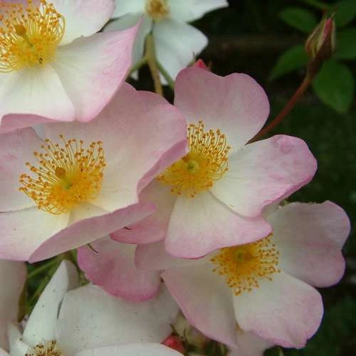 Rosa Francis E. Lester - Rambling Rose 4 Rosa Francis E. Lester - Rambling Rose - Image 2