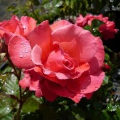Rosa Galway Bay - Climbing Rose -Fruit Garden Shop Rosa Galway Bay 01