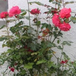 Rosa Galway Bay - Climbing Rose -Fruit Garden Shop Rosa Galway Bay 03