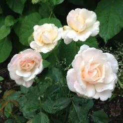 Rosa Gruss An Achen - Old Shrub Rose -Fruit Garden Shop Rosa Gruss an Aachen 3