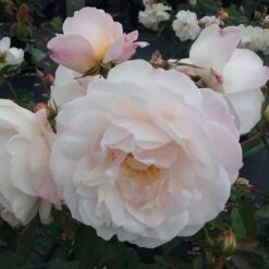 Rosa Gruss An Achen - Old Shrub Rose -Fruit Garden Shop Rosa Gruss an Aachen 8