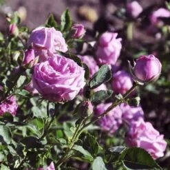 Rosa Hermosa - Old Shrub Rose -Fruit Garden Shop Rosa Hermosa 03