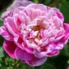 Rosa Honorine De Brabant - Old Shrub Rose -Fruit Garden Shop Rosa Honorine de Brabrant X