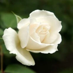 Rosa Iceberg - Climbing Rose -Fruit Garden Shop Rosa Iceberg 2