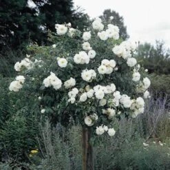 Rosa Iceberg - Climbing Rose -Fruit Garden Shop Rosa Iceberg Standard 1
