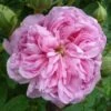 Rosa Ispahan - Old Shrub Rose 2 Rosa Ispahan - Old Shrub Rose -Fruit Garden Shop Rosa Ispahan 3