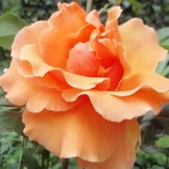 Rosa Just Joey - Hybrid Tea Shrub Rose -Fruit Garden Shop Rosa Just Joey 2