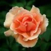 Rosa Just Joey - Hybrid Tea Shrub Rose -Fruit Garden Shop Rosa Just Joey 3