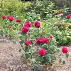 Rosa Auscrim (L.D. Braithwaite) - David Austin Shrub Rose -Fruit Garden Shop Rosa L D Braithwaite 2