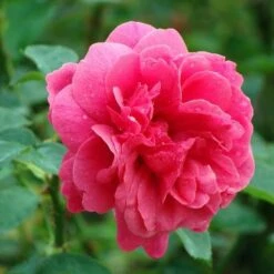 Rosa Auscrim (L.D. Braithwaite) - David Austin Shrub Rose -Fruit Garden Shop Rosa L D Braithwaite 3