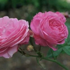 Rosa Louise Odier - Old Shrub Rose -Fruit Garden Shop Rosa Louise Odier 3