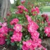 Rosa Magic Carpet - Groundcover Rose -Fruit Garden Shop Rosa Magic Carpet X