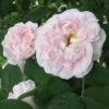 Rosa Maiden’s Blush - Old Shrub Rose -Fruit Garden Shop Rosa Maidens Blush 1